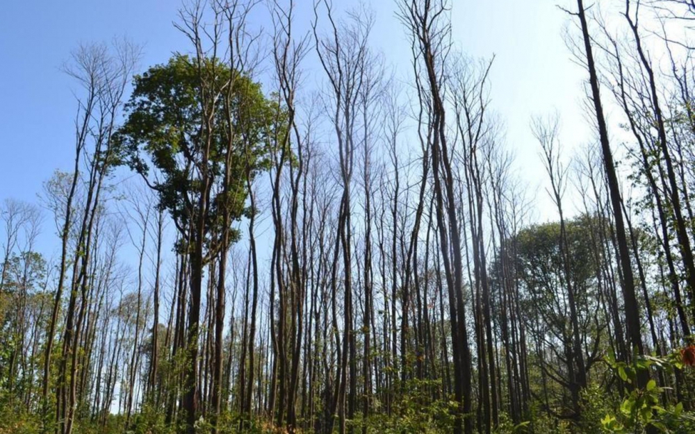 Les coupes rases en forêt de Montmorency